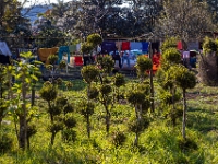 Tenango de las Flores
